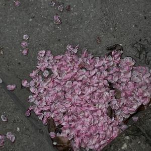 国产成人av在线
